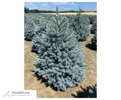 Blue Spruce Trees