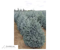 Blue Spruce Trees